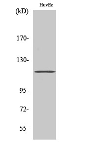 a10267 1 st18 primary antibodies wb testing 2