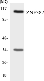 a10267 1 st18 primary antibodies wb testing 3