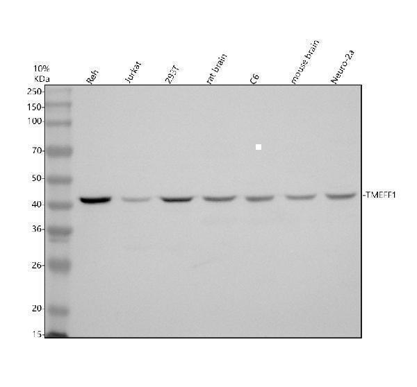 Western blot analysis of TMEFF1 using anti-TMEFF1 antibody (A10268-3)