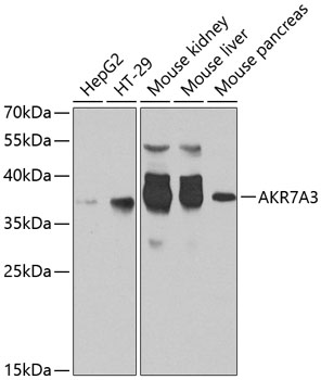 a10277 akr7a3 primary antiboties wb testing 1