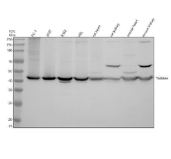 Western blot analysis of TIMM44 using anti-TIMM44 antibody (A10278-1)