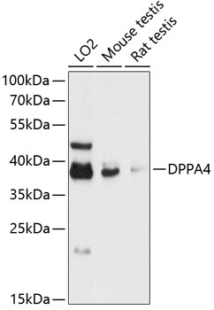 Western blot analysis of extracts of various cell lines, using DPPA4 antibody  at 1:3000 dilution