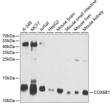 Western blot analysis of extracts of various cell lines, using COX6B1 antibody  at 1:1000 dilution