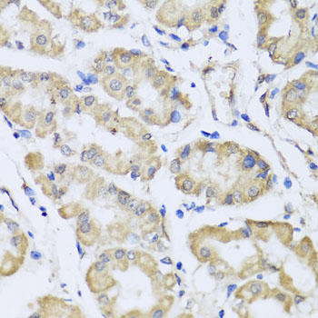 a10286 rcn2 primary antiboties ihc testing 2