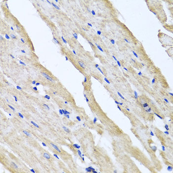 a10286 rcn2 primary antiboties ihc testing 3