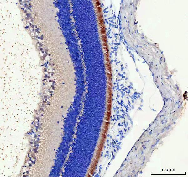 a10288 1 impg2 primary antibodies ihc testing 2