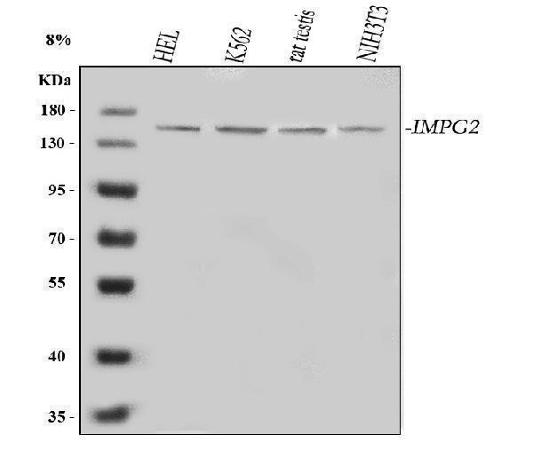 a10288 1 impg2 primary antibodies wb testing 1