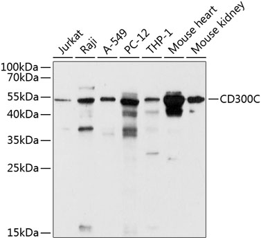a10291 1 cd300c primary antiboties wb testing 1