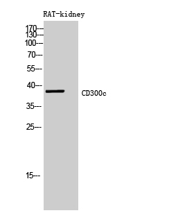 a10291 cd300c primary antibodies wb testing 1