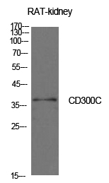 a10291 cd300c primary antibodies wb testing 2