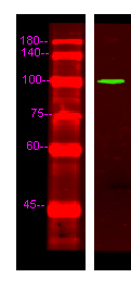 Western Blot analysis of Hela lysis, using primary antibody at 1:1000 dilution