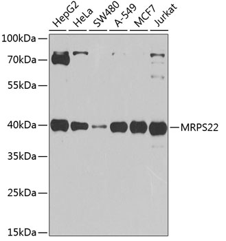 a10300 1 mrps22 primary antiboties wb testing 1