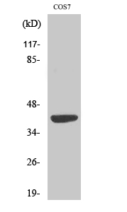 a10300s22 1 mrps22 primary antibodies wb testing 2