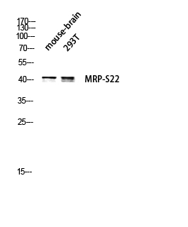 a10300s22 1 mrps22 primary antibodies wb testing 3