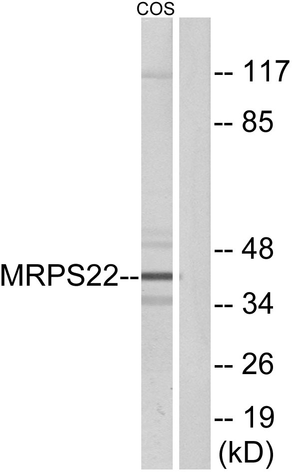 a10300s22 1 mrps22 primary antibodies wb testing 4