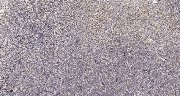 a10306 1 mxra5 primary antibodies ihc testing 1