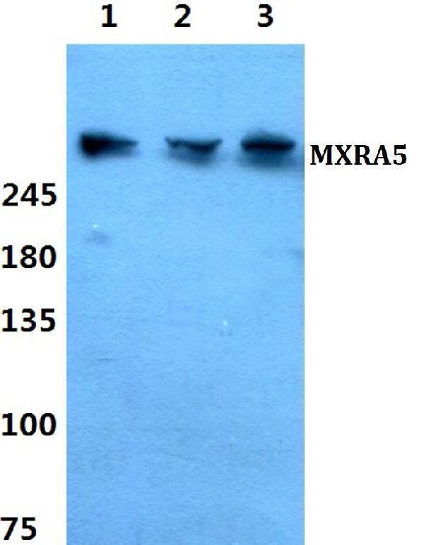 a10306 mxra5 primary antiboties wb testing 1
