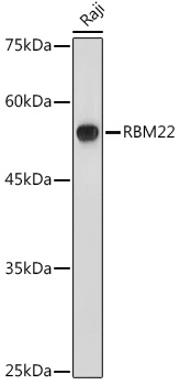 a10311 rbm22 primary antiboties wb testing 1