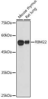 a10311 rbm22 primary antiboties wb testing 2