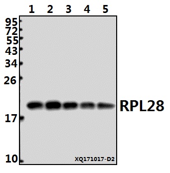 a10323y77 rpl28 primary antiboties wb testing 1