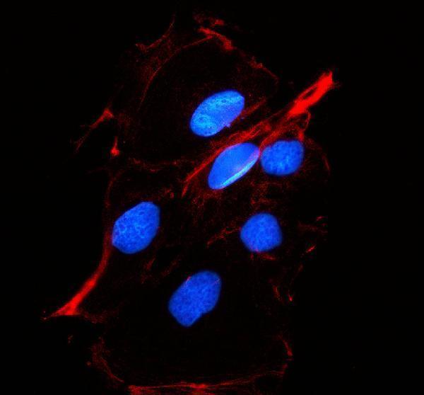 a10324 1 gpx5 primary antibodies if testing 1
