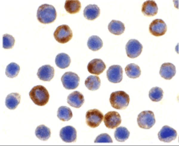 a10326 birc8 primary antibodies icc testing 2
