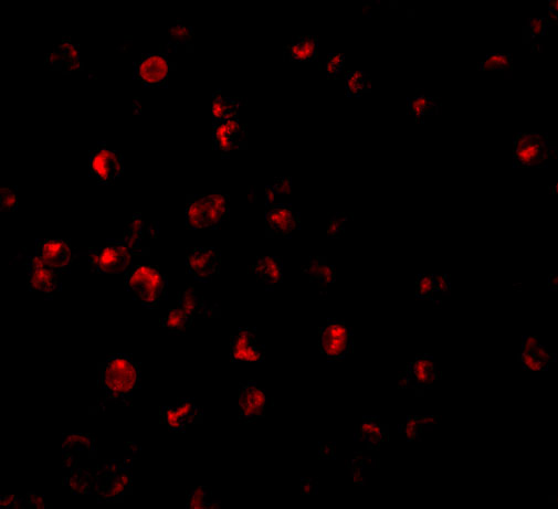 a10326 birc8 primary antibodies if testing 3