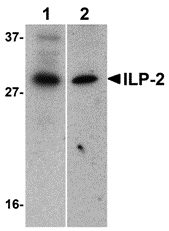 a10326 birc8 primary antibodies wb testing 1