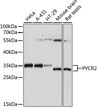 a10327 pycr2 primary antiboties wb testing 1