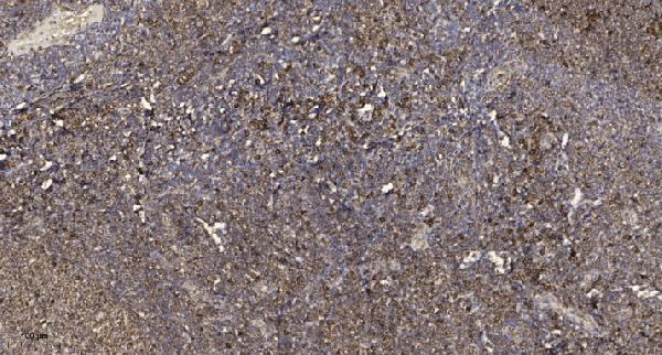 a10330 scaf8 primary antibodies ihc testing 1