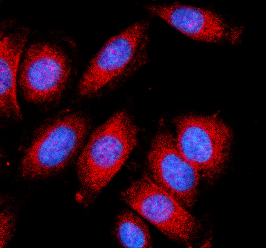 a10331 1 lancl1 primary antibodies if testing 1