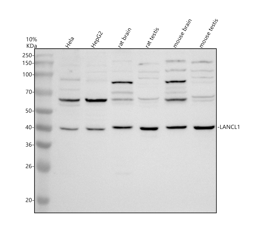 a10331 1 lancl1 primary antibodies wb testing 1
