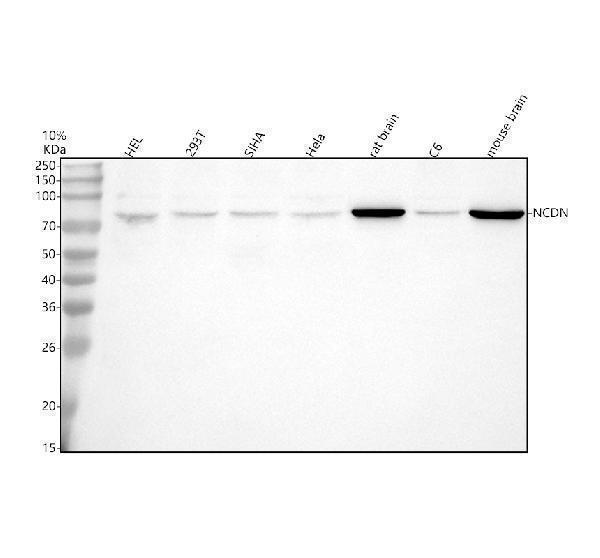a10337 2 ncdn primary antibodies wb testing 1