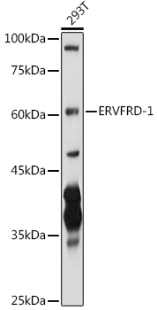 a10341 ervfrd 1 primary antiboties wb testing 1