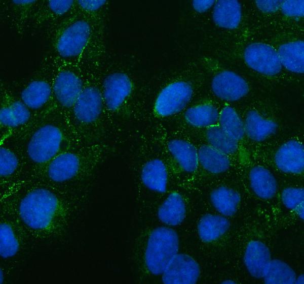Figure 2. IF analysis of PTH2R using anti-PTH2R antibody (A10343-1). PTH2R was detected in an immunocytochemical section of U2OS cells. Enzyme antigen retrieval was performed using IHC enzyme antigen retrieval reagent (AR0022) for 15 mins. The cells were blocked with 10% goat serum. And then incubated with 5 microg/mL rabbit anti-PTH2R Antibody (A10343-1) overnight at 4°C. DyLight®488 Conjugated Goat Anti-Rabbit IgG (BA1127) was used as secondary antibody at 1:500 dilution and incubated for 30 minutes at 37°C. The section was counterstained with DAPI. Visualize using a fluorescence microscope and filter sets appropriate for the label used.