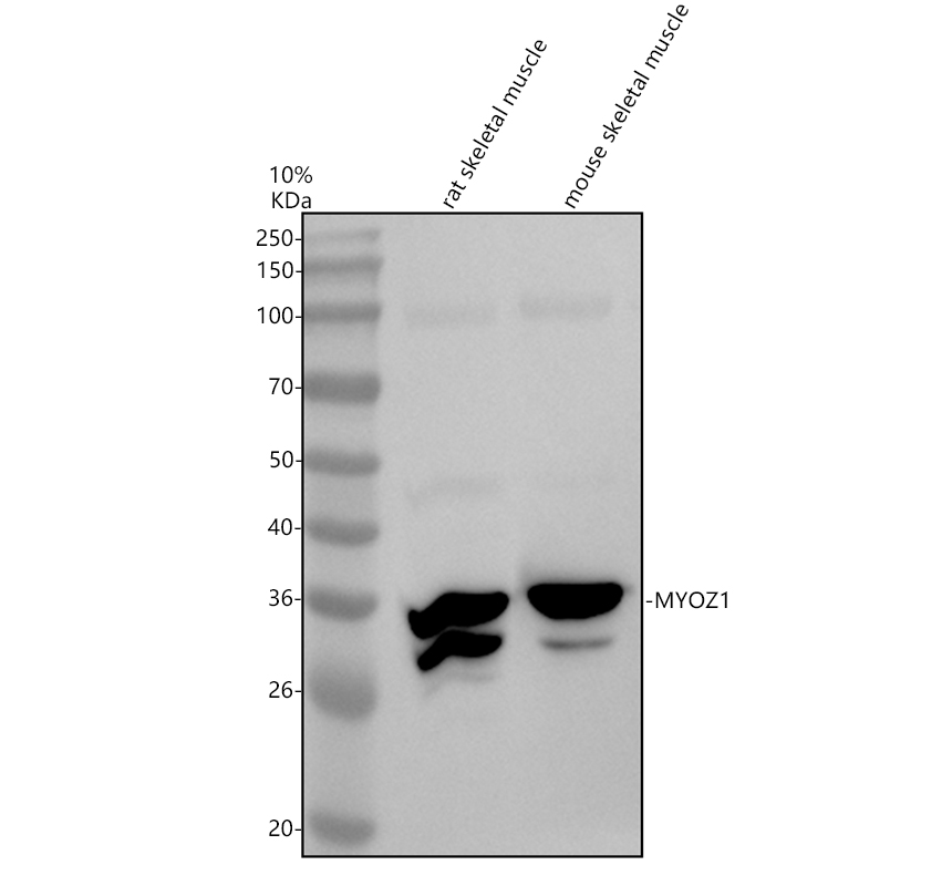 Western blot analysis of MYOZ1 using anti-MYOZ1 antibody (A10346-3)
