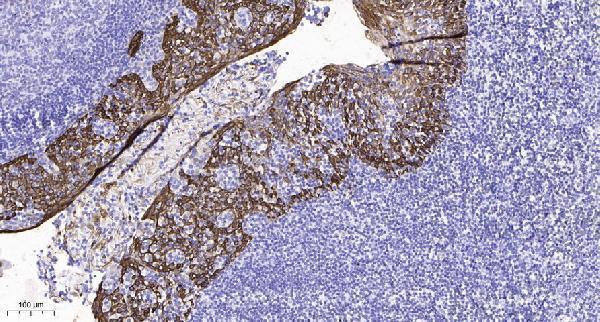 a10357 gpr107 primary antibodies ihc testing 1