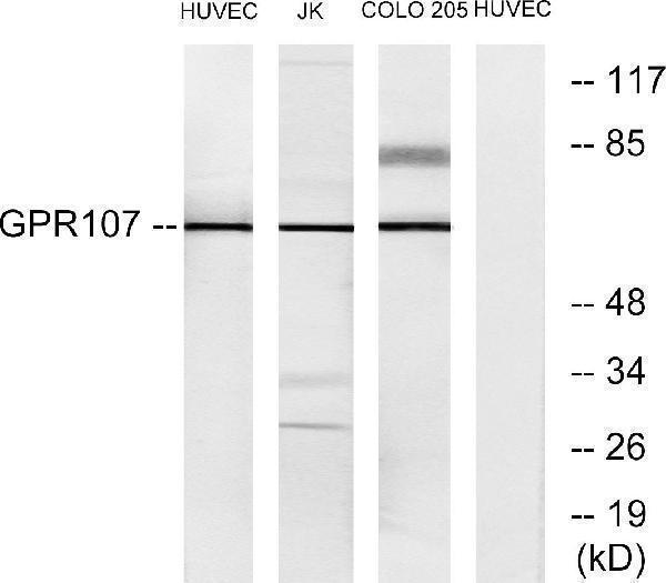 a10357 gpr107 primary antibodies wb testing 2
