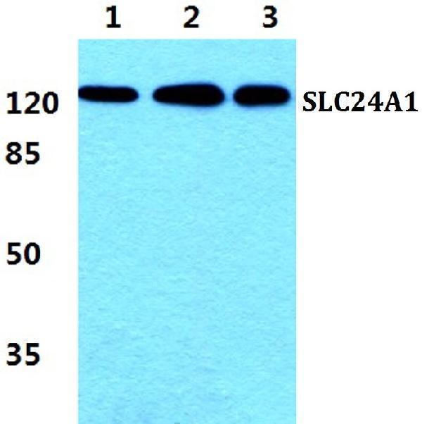 a10359 slc24a1 primary antiboties wb testing 1