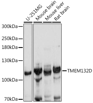 Western blot analysis of extracts of various cell lines, using TMEM132D antibody  at 1:1000 dilution