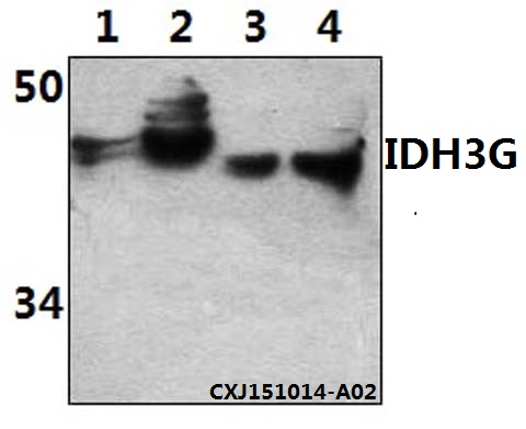 a10370 idh3g primary antiboties wb testing 1