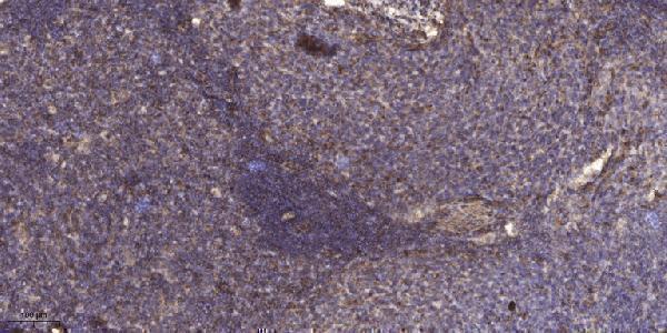 a10374 1 serinc1 primary antibodies ihc testing 1