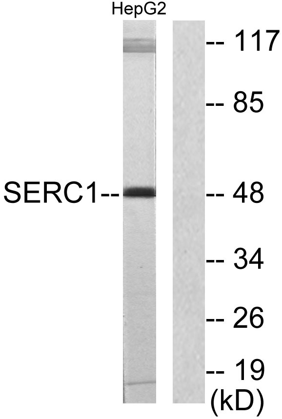 a10374 1 serinc1 primary antibodies wb testing 3