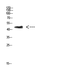 a10376 chid1 primary antibodies wb testing 1