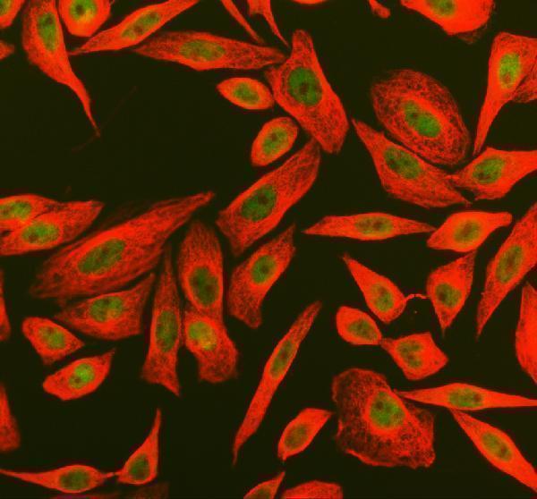 a10377 1 pyhin1 primary antibodies if testing 1