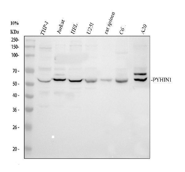 a10377 1 pyhin1 primary antibodies wb testing 1_1