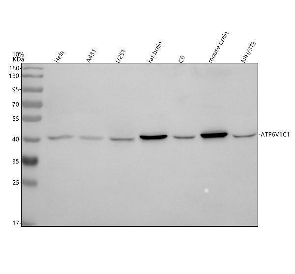  Western blot analysis of ATP6V1C1 using anti-ATP6V1C1 antibody (A10380-1)