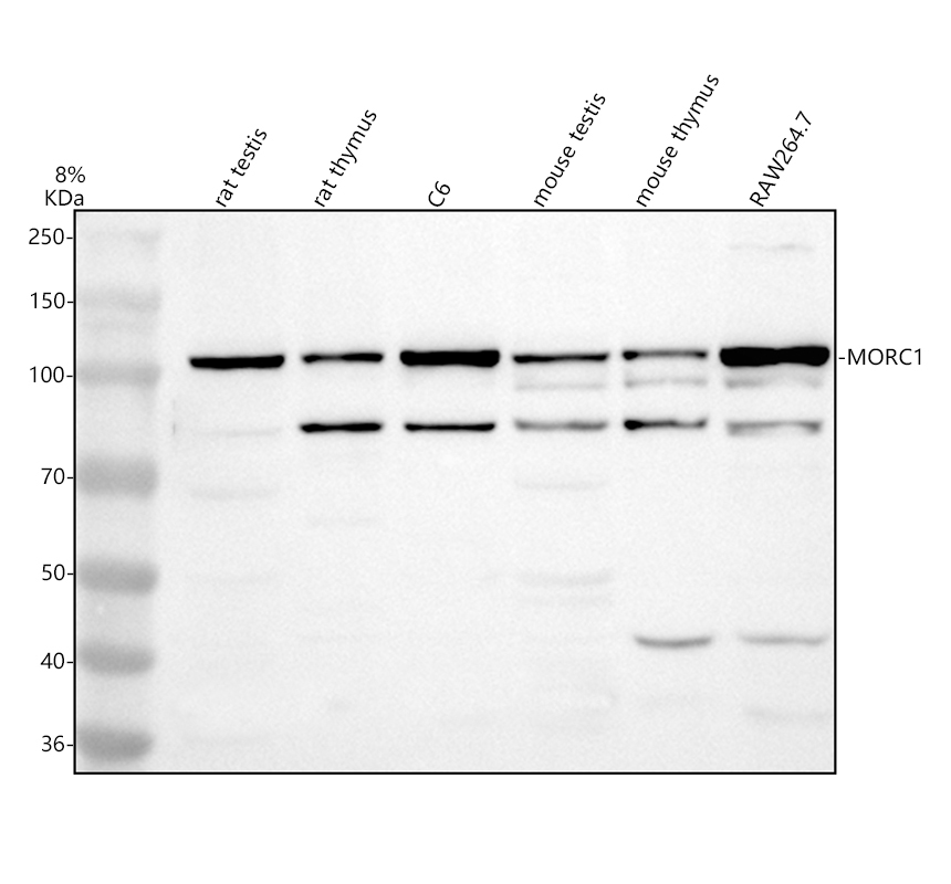 a10381 morc1 primary antibodies wb testing 1