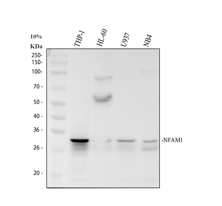 a10383 1 nfam1 primary antibodies wb testing 1