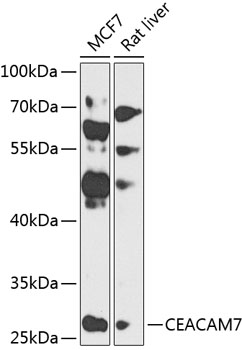 Western blot analysis of extracts of various cell lines, using CEACAM7 antibody  at 1:1000 dilution